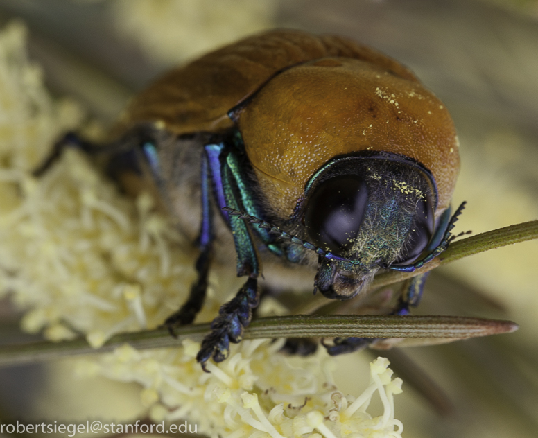 colorful beetle